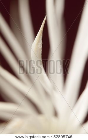 Flowering Cactus