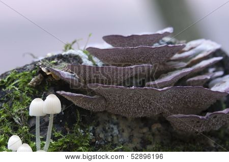 Mushrooms On A Stump