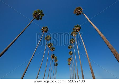 LA Los Angeles palm trees in a row typical California Washingtonia filifera