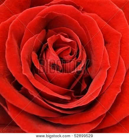 Perfect Rose Close Up