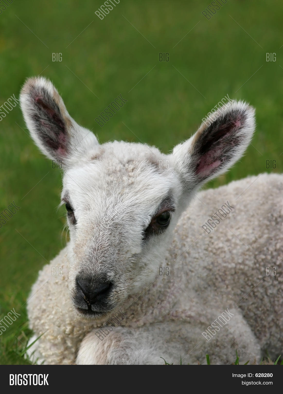 New Born Lamb Image & Photo (Free Trial) Bigstock