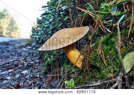 Mushroom Suillus Variegatus