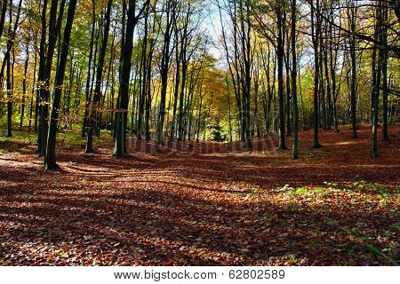 Autumn In The Forest