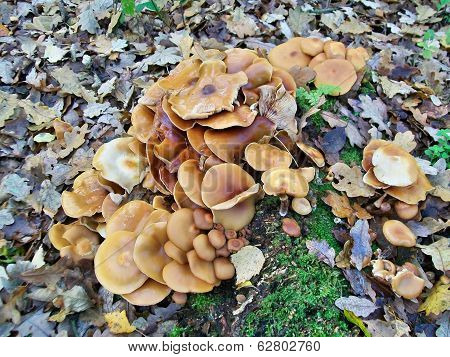 Mushrooms Kuehneromyces Mutabilis