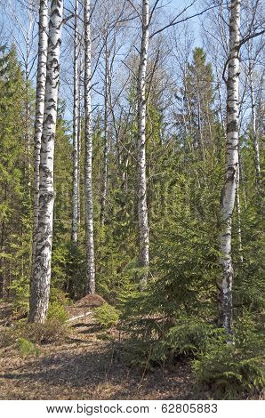 Birch Trees In Spring Forest