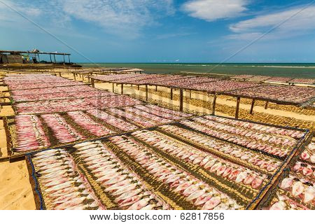 Dried Squid In Thailand.