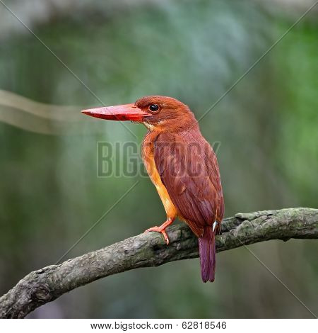 Male Ruddy Kingfisher