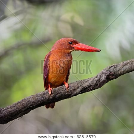 Male Ruddy Kingfisher