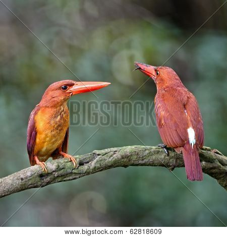 Ruddy Kingfisher