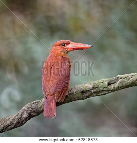 Female Ruddy Kingfisher