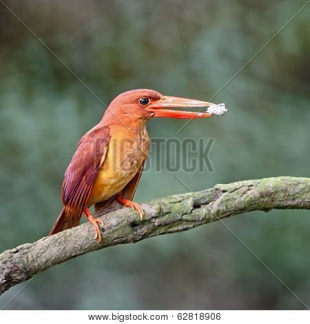 Female Ruddy Kingfisher