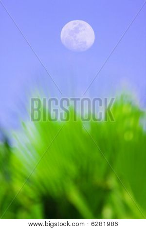 Lua diurna
