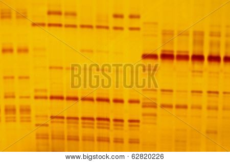 Dna Fingerprint