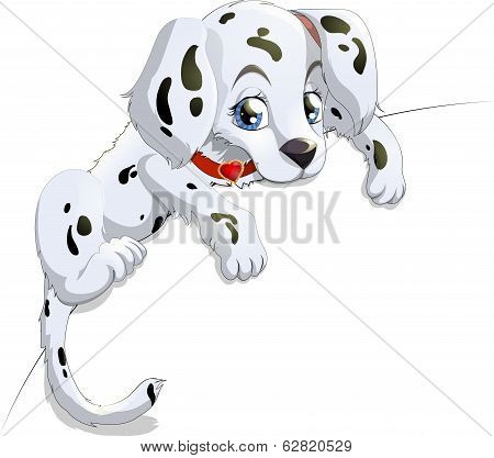 dalmatian