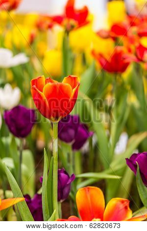 Red Tulip In Garden