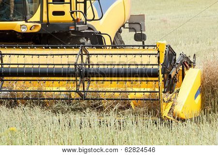 Combine Harvesting Rape
