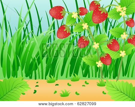 Strawberries on the Farm