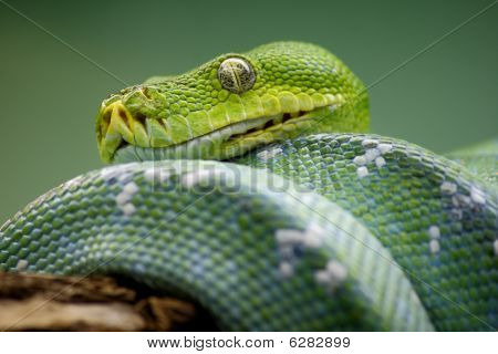 Vihreä puu Python