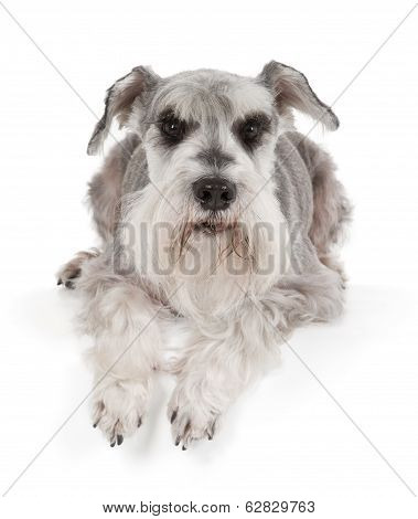 Cute Miniature Schnauzer