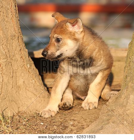 Nice Czechoslovakian Wolfdog Puppy