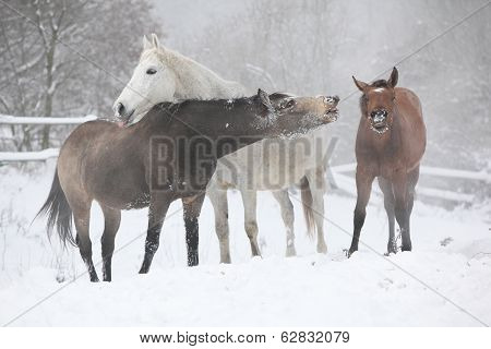 Batch Of Horses In Winter