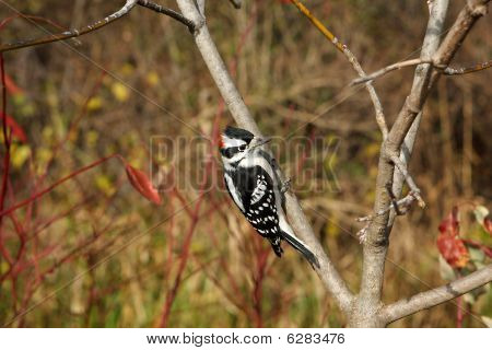 Hombre de Downy Woodpecker