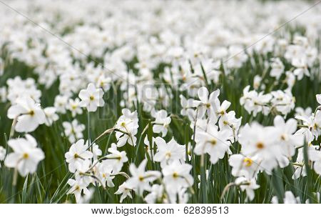 Planting Daffodils