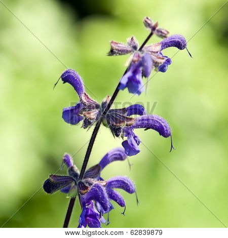 Salvia Pratensis