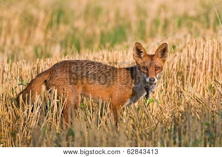 Red fox
