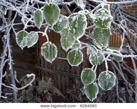 Den första snön