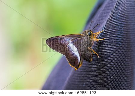 Orange-tailed Awl