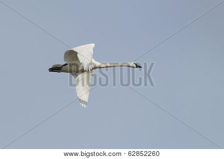 Tundra Swan In Flight