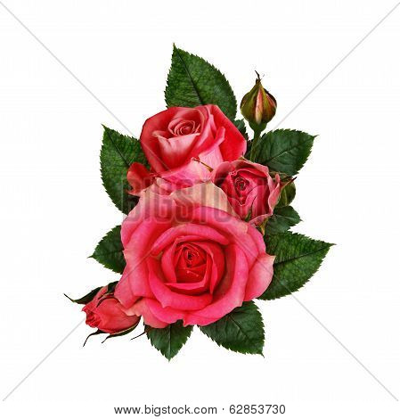 Pink Rose Flowers Composition