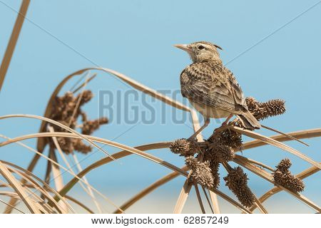Crested Lark Perched On Dried Grasses With Seeds