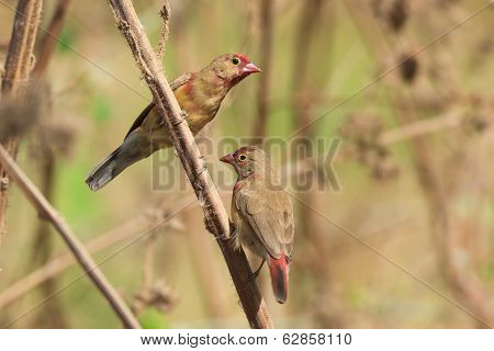 Young Male Red-billed Firefinches Starting To Turn Red
