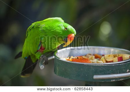 Male Indonesian Eclectus Parrot Feeding.