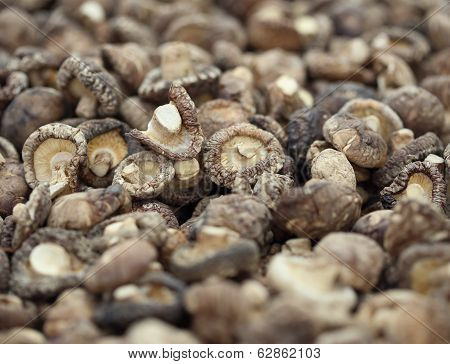 Dried Shiitake Mushrooms