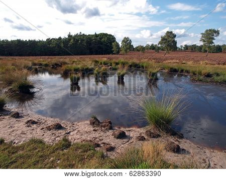 Heathland