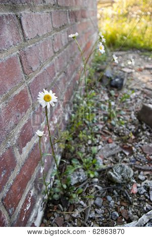 Daisy Against a Brick Wall