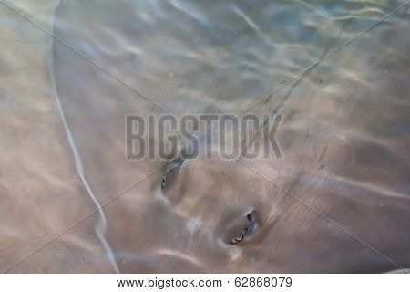 Sting Ray