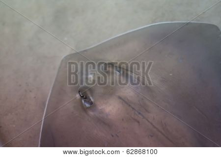 Sting Ray
