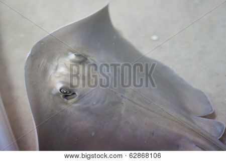 Sting Ray