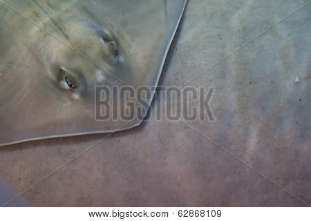Sting Ray