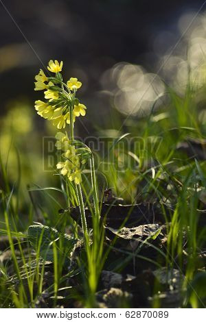 primroses