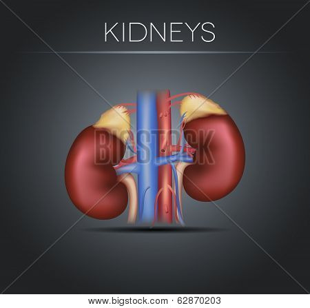 Human Kidneys On A Black Gradient Background