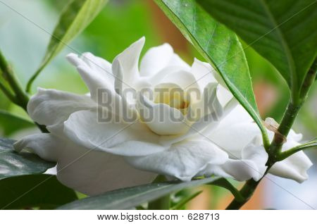 Gardenia