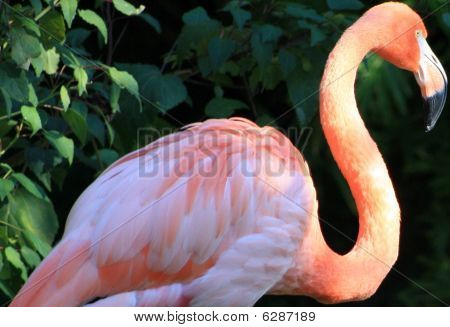 Flamingo