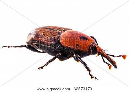 Red Weevil