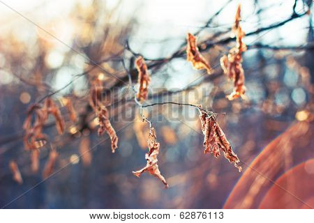 Yellow leaves on the branches