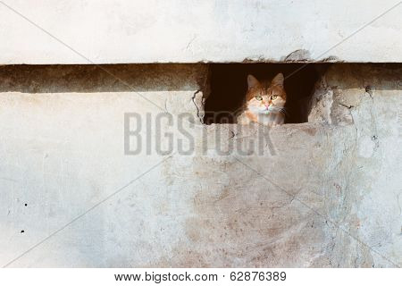 Cat in the basement